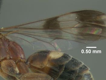 Media type: image;   Entomology 31320 Aspect: hind wing
